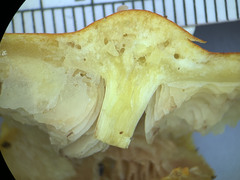 Pluteus aurantiorugosus