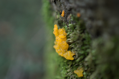 Dacrymyces