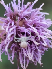 Misumena vatia