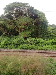 Peltophorum pterocarpum