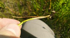 Juncus alpinoarticulatus