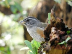 Microspingus cabanisi