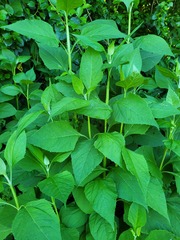 Verbesina occidentalis
