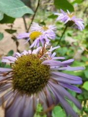 Erigeron speciosus