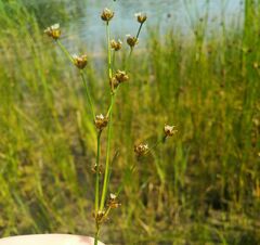 Juncus alpinoarticulatus