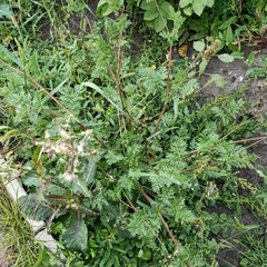 Erodium