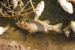 Micropterus salmoides