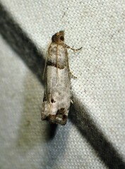 Notocelia culminana