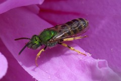 Agapostemon virescens