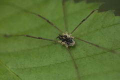 Mitopus morio