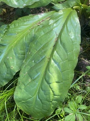 Lysichiton americanus