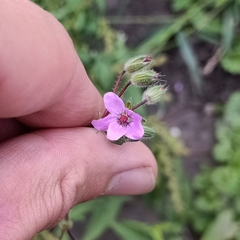 Erodium