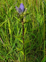 Gentiana andrewsii