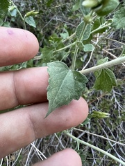 Brickellia californica