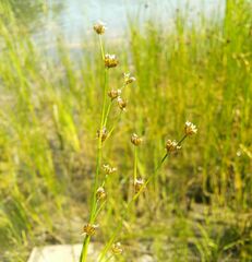 Juncus alpinoarticulatus