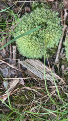Leucobryum glaucum
