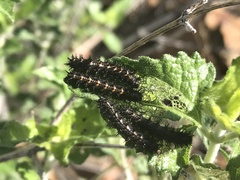 Chlosyne californica