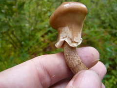 Suillus salmonicolor
