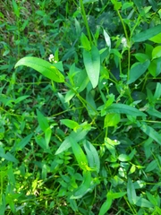 Persicaria sagittata
