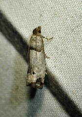 Notocelia culminana