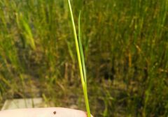 Juncus alpinoarticulatus