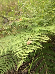 Athyrium