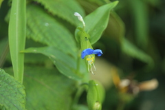 Commelina communis