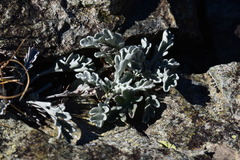 Jacobaea carniolica