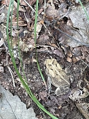 Anaxyrus americanus
