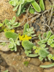 Tetragonia
