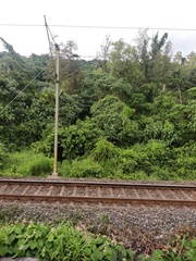 Clerodendrum infortunatum