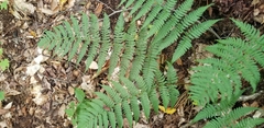 Dryopteris marginalis