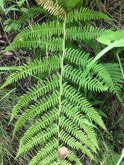 Athyrium