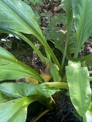 Lysichiton americanus