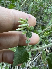 Brickellia californica
