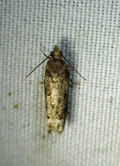 Eucosma ochroterminana