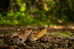Bothrops asper