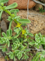 Tetragonia