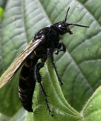 Campsomerinae