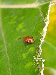 Galerucinae