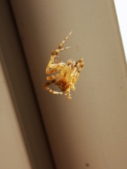 Araneus gemmoides