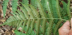 Dryopteris marginalis