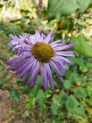 Erigeron speciosus