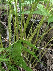 Athyrium