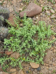 Tetragonia