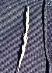 Elymus smithii