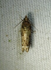 Eucosma ochroterminana