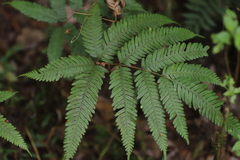 Pteris