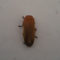 Abscondita