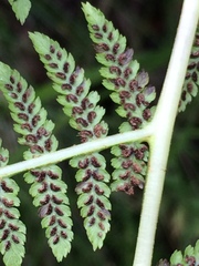 Athyrium